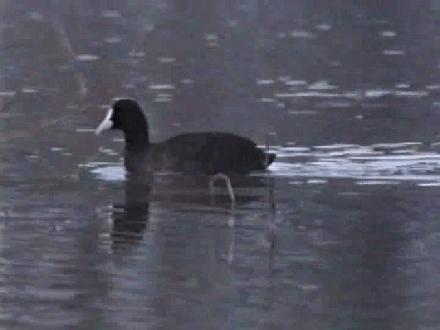 Eurasian Coot - ML201068371