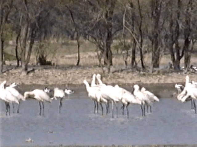 Eurasian Spoonbill - ML201068381