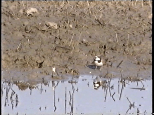 Little Ringed Plover (dubius/jerdoni) - ML201068401
