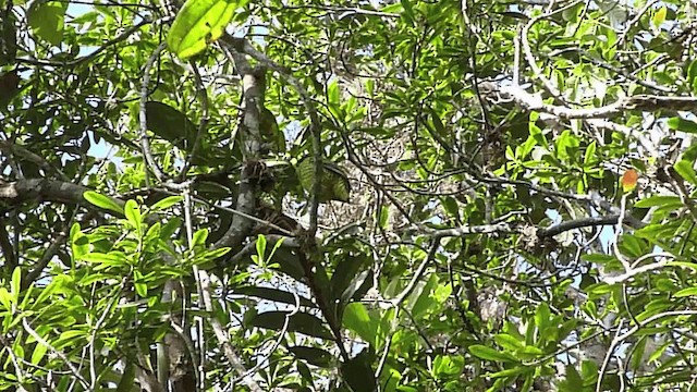 Scaled Fruiteater - ML201068431