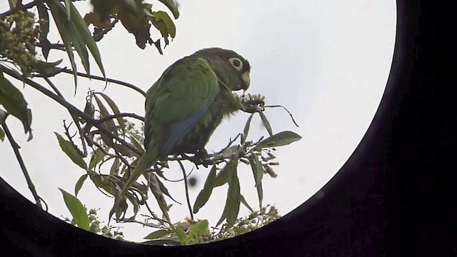 ミドリアカオウロコインコ - ML201068441