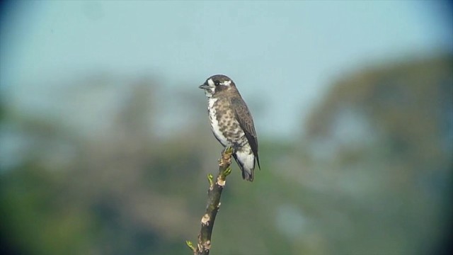 White-browed Purpletuft - ML201068461