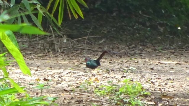 kukačka indonéská - ML201068511