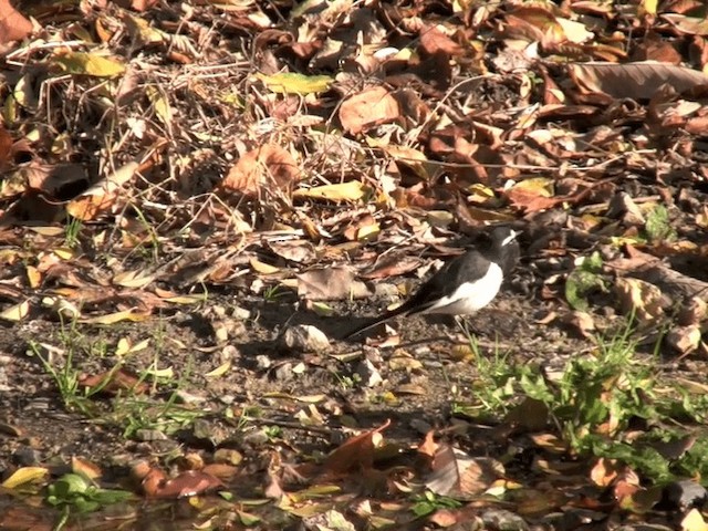 Japanese Wagtail - ML201068561