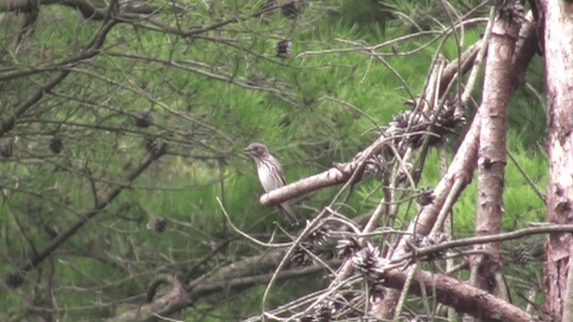 Gray-streaked Flycatcher - ML201068581