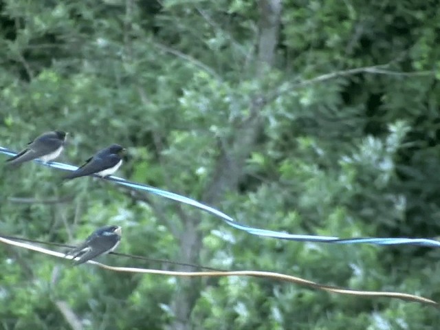 Barn Swallow (Buff-bellied) - ML201068601