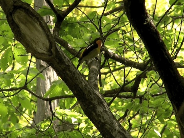 Narcissus Flycatcher - ML201068621