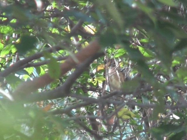 drozd bělobrvý - ML201068641