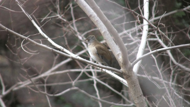 シロハラ - ML201068691