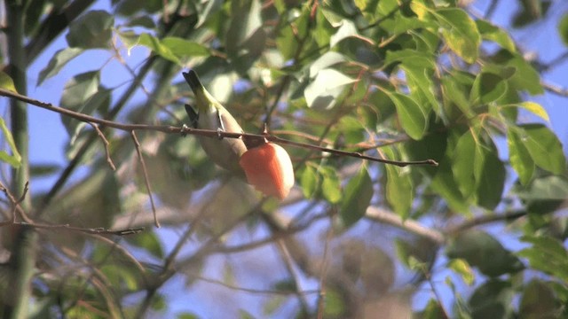 Warbling White-eye - ML201068721