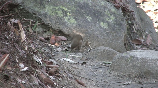 シロハラ - ML201068731