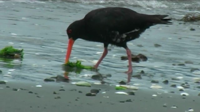 Variable Oystercatcher - ML201068741