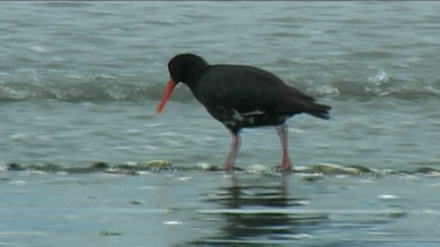 Variable Oystercatcher - ML201068751