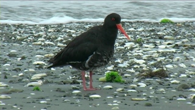 Variable Oystercatcher - ML201068761