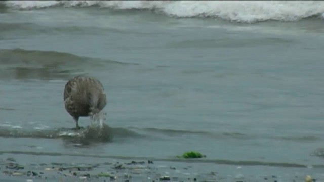 Kelp Gull - ML201068771