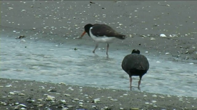 South Island Oystercatcher - ML201068781