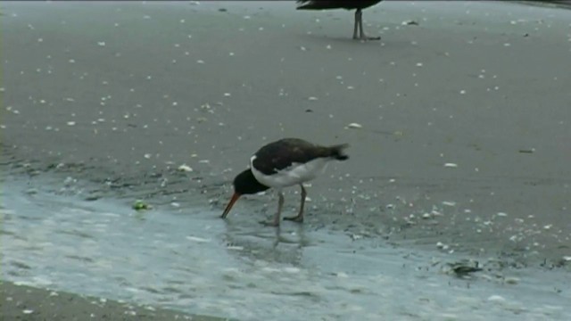 South Island Oystercatcher - ML201068791