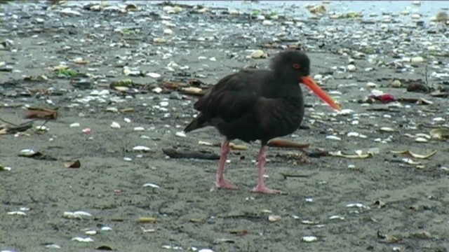 Variable Oystercatcher - ML201068801