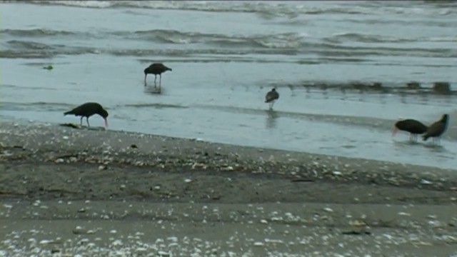 Variable Oystercatcher - ML201068811