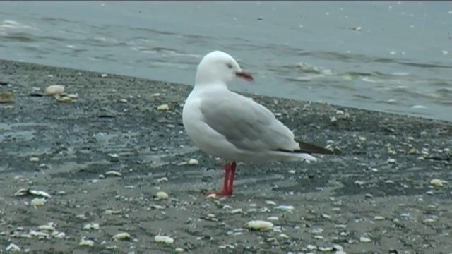 Silver Gull (Red-billed) - ML201068821