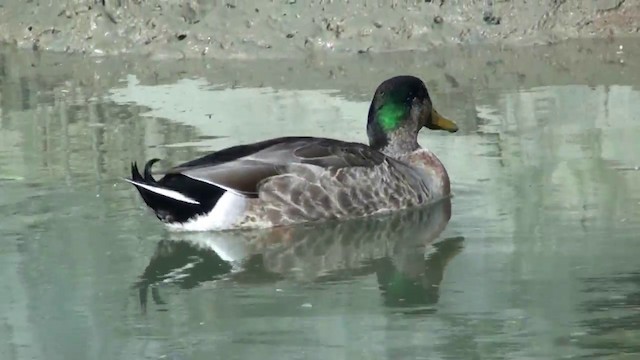 Mallard - ML201068861