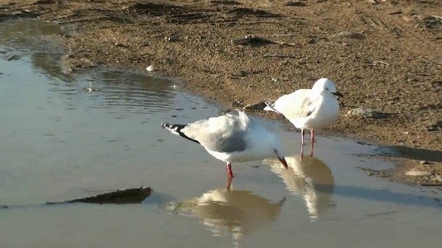 Silver Gull (Red-billed) - ML201068931