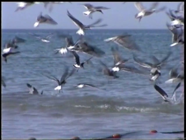 Bridled Tern - ML201068971