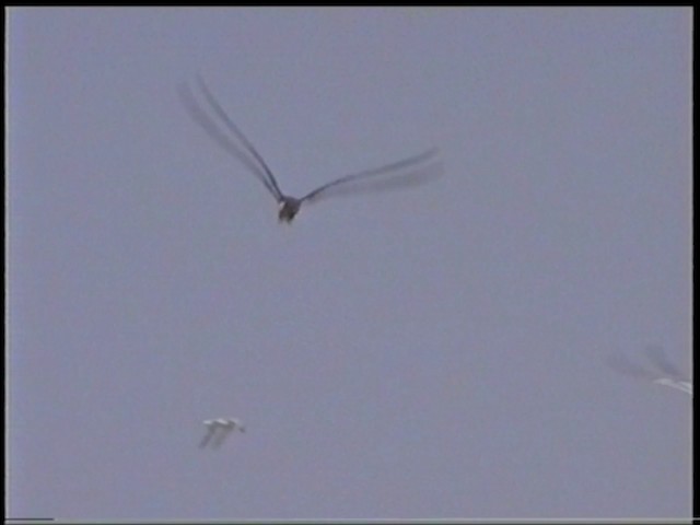 Bridled Tern - ML201068981