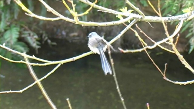 New Zealand Fantail - ML201069101