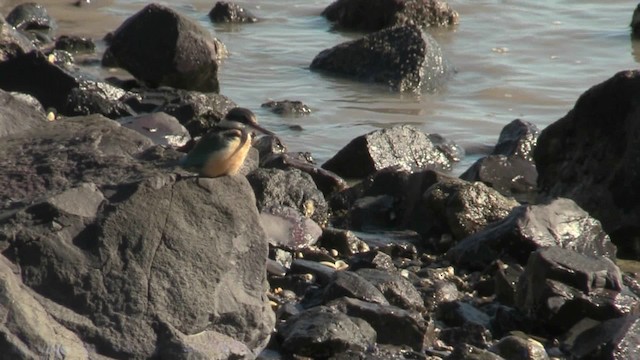 Sacred Kingfisher (New Zealand) - ML201069211