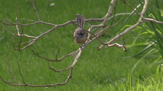 New Zealand Fantail - ML201069261