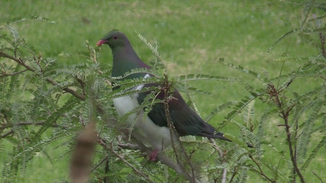 Maorifruchttaube (novaeseelandiae) - ML201069281