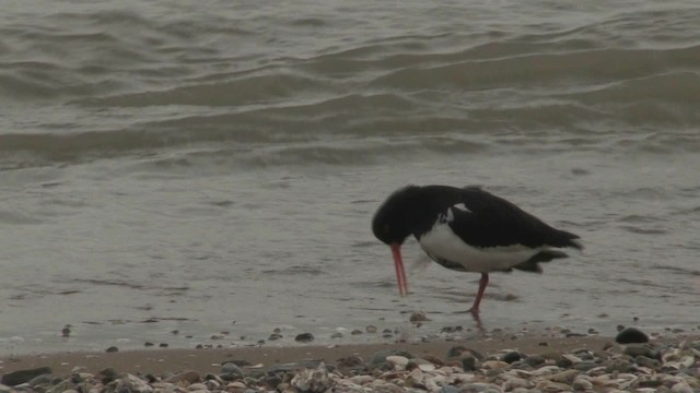 South Island Oystercatcher - ML201069381