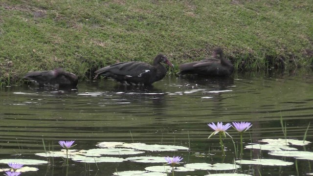 Spur-winged Goose (Southern) - ML201069501