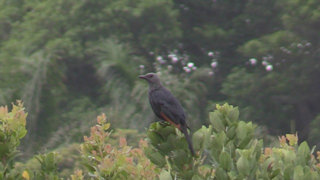 Red-winged Starling - ML201069511