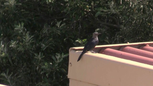 Red-winged Starling - ML201069521