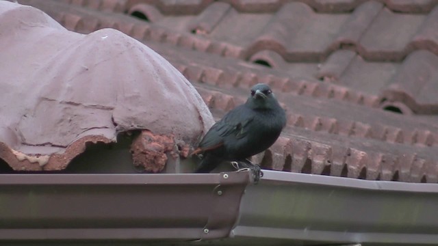 Red-winged Starling - ML201069541