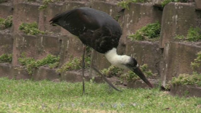 African Woolly-necked Stork - ML201069551