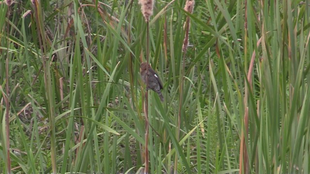 Grosbeak Weaver - ML201069641