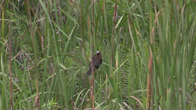 Grosbeak Weaver - ML201069651