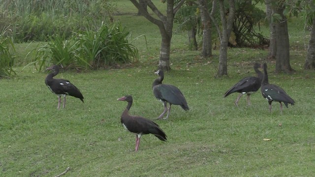 Spur-winged Goose (Southern) - ML201069671