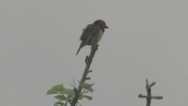 Black-collared Barbet - ML201069721