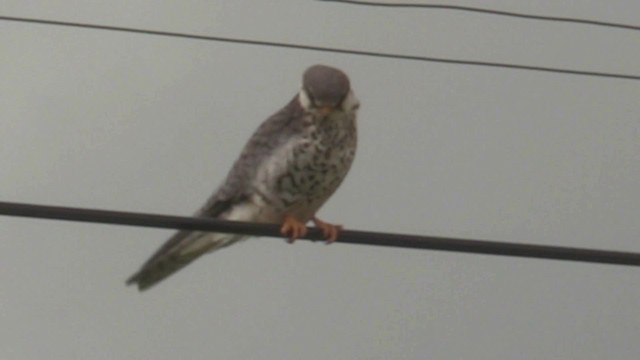 Amur Falcon - ML201069741