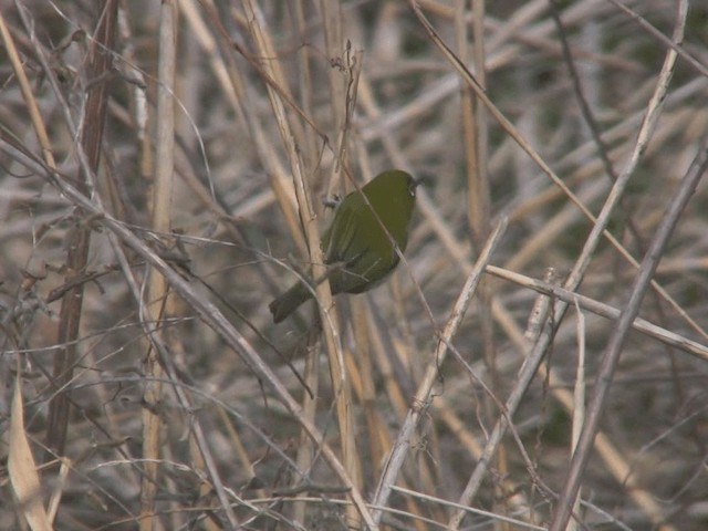 Warbling White-eye - ML201070001