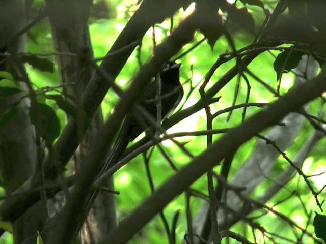 Black Paradise-Flycatcher - ML201070021