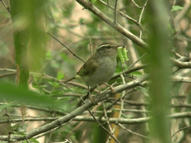 Eastern Crowned Warbler - ML201070101