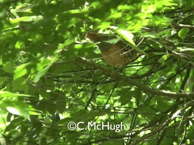 Chinese Bamboo-Partridge - ML201070131