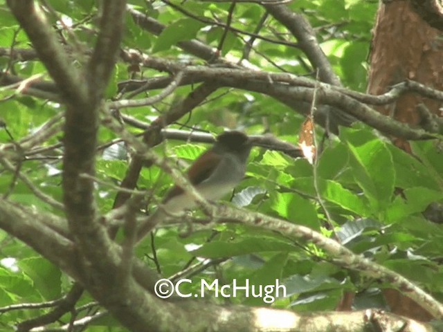 Black Paradise-Flycatcher - ML201070141