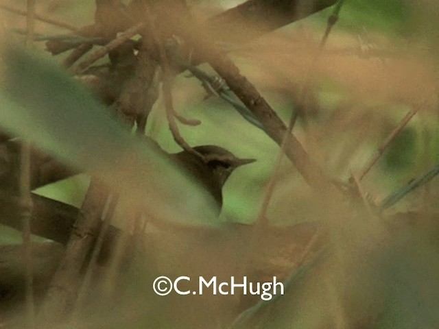 Bouscarle de Swinhoe - ML201070151