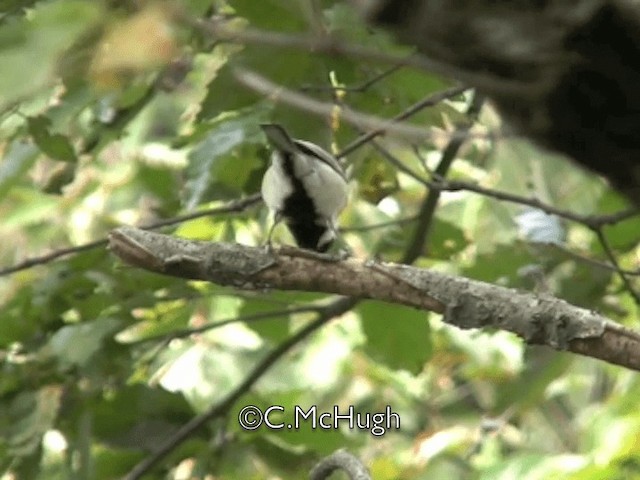 Asian Tit (Japanese) - ML201070201